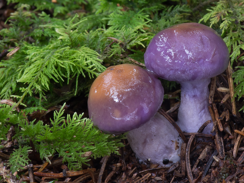 Cortinarius salor